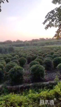 冠幅150厘米红叶石楠球