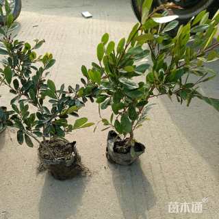 高度30厘米蚊母