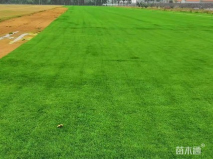 草卷状普通绿地-->翦股颖