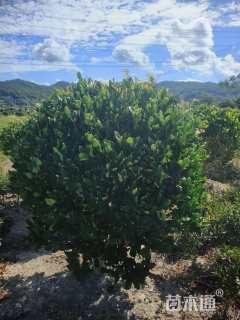 冠幅100厘米金森女贞球