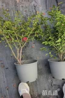 高度45厘米火焰卫矛