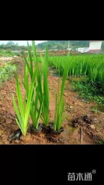 高度30厘米黄菖蒲