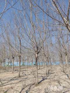 20公分金叶复叶槭