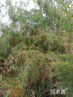 高度150厘米柽柳