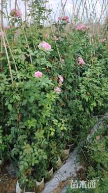 高度80厘米蔷薇
