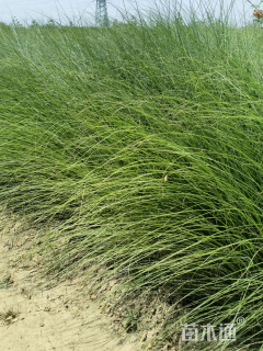 高度50厘米细叶针芒