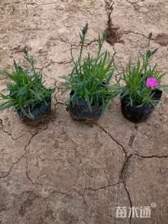 高度15厘米欧石竹