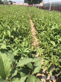 高度25厘米红王子锦带