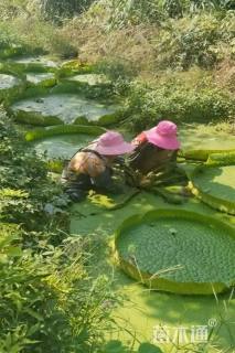 高度20厘米王莲