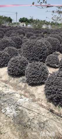 冠幅180厘米红花继木球