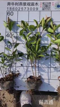 高度45厘米红叶石楠小苗