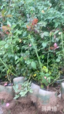 高度35厘米月季