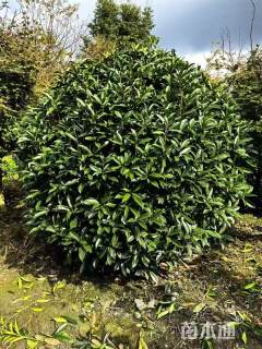 冠幅250厘米桂花球