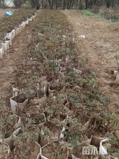 高度50厘米牡丹