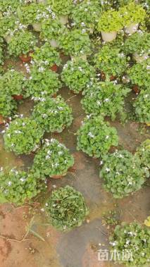 高度15厘米肾叶堇