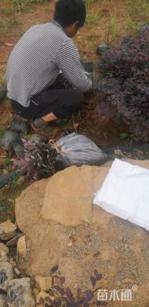 高度15厘米红花继木