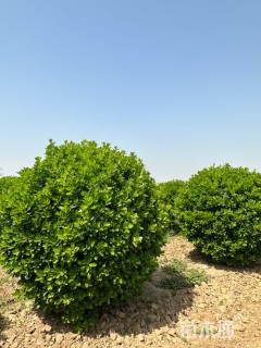 高度150厘米冬青球