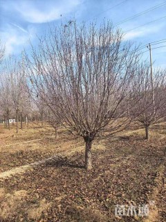 20公分绚丽海棠