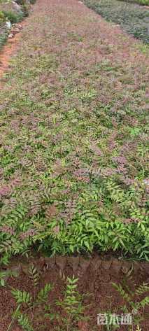 高度20厘米黄连木小苗