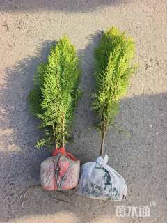 高度40厘米洒金柏