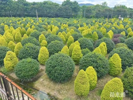 高度150厘米丛生丁香
