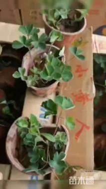 高度20厘米耧斗菜