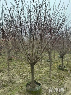 高度200厘米朱砂梅