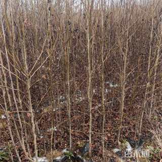 高度180厘米北美枫香小苗