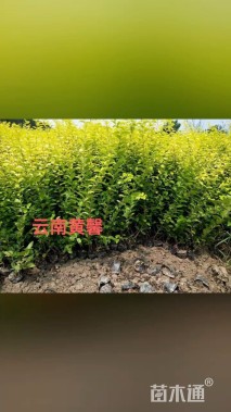 高度50厘米云南黄馨