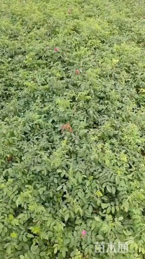 高度60厘米中天玫瑰