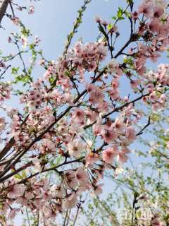 13公分染井红樱