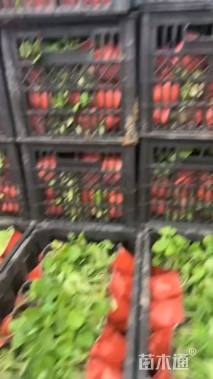 高度10厘米二月兰