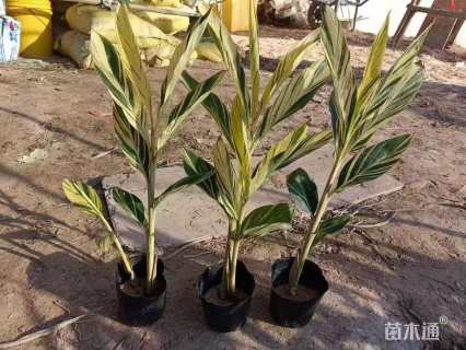 高度50厘米花叶良姜