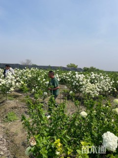 高度160厘米木绣球