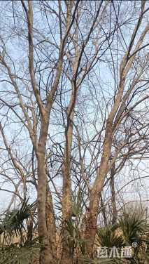 61公分(4杆)丛生榔榆