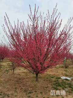 20公分骨里红梅