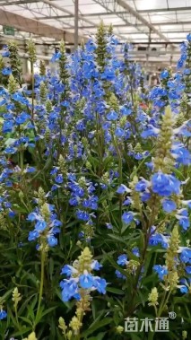 高度30厘米天蓝鼠尾草