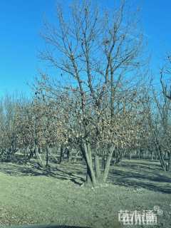 高度500厘米丛生蒙古栎