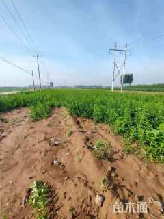 高度30厘米锦带