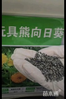 玩具熊向日葵种子向日葵种子
