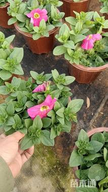 高度15厘米矮牵牛