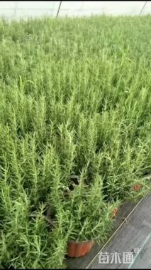 高度15厘米迷迭香