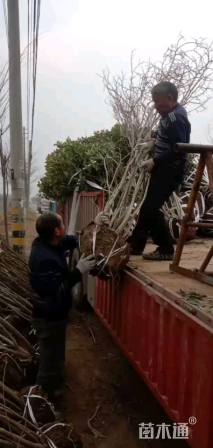 高度150厘米丛生紫荆