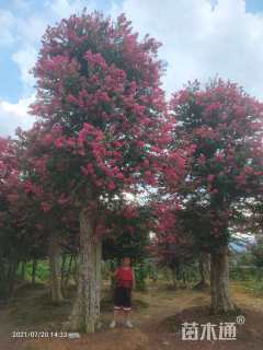 高度600厘米红花紫薇