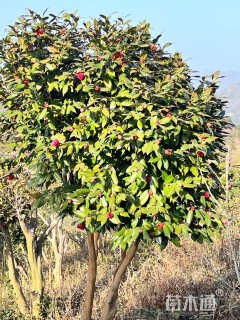 高度200厘米茶花