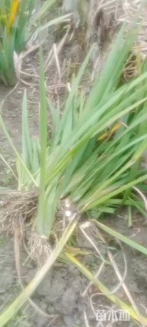 高度50厘米西伯利亚鸢尾