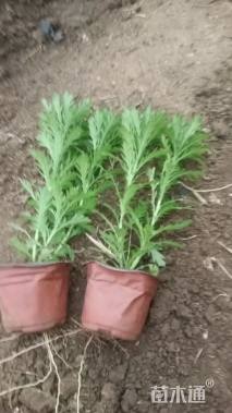 高度10厘米木春菊