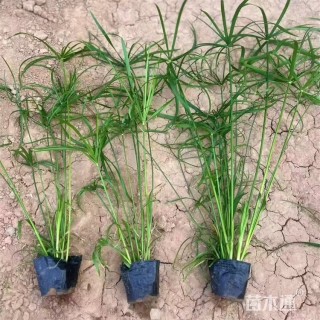 高度55厘米旱伞草