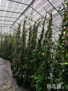 150厘米风车茉莉