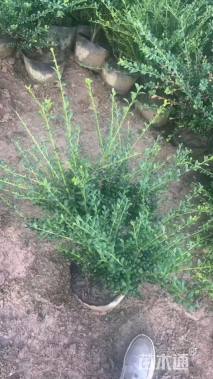 高度40厘米龟甲冬青